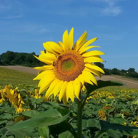 Prázdninový dům L'ouche De Mai *